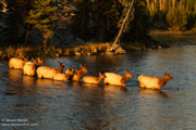 YELLOWSTONE & GRAND TETON NATIONAL PARK